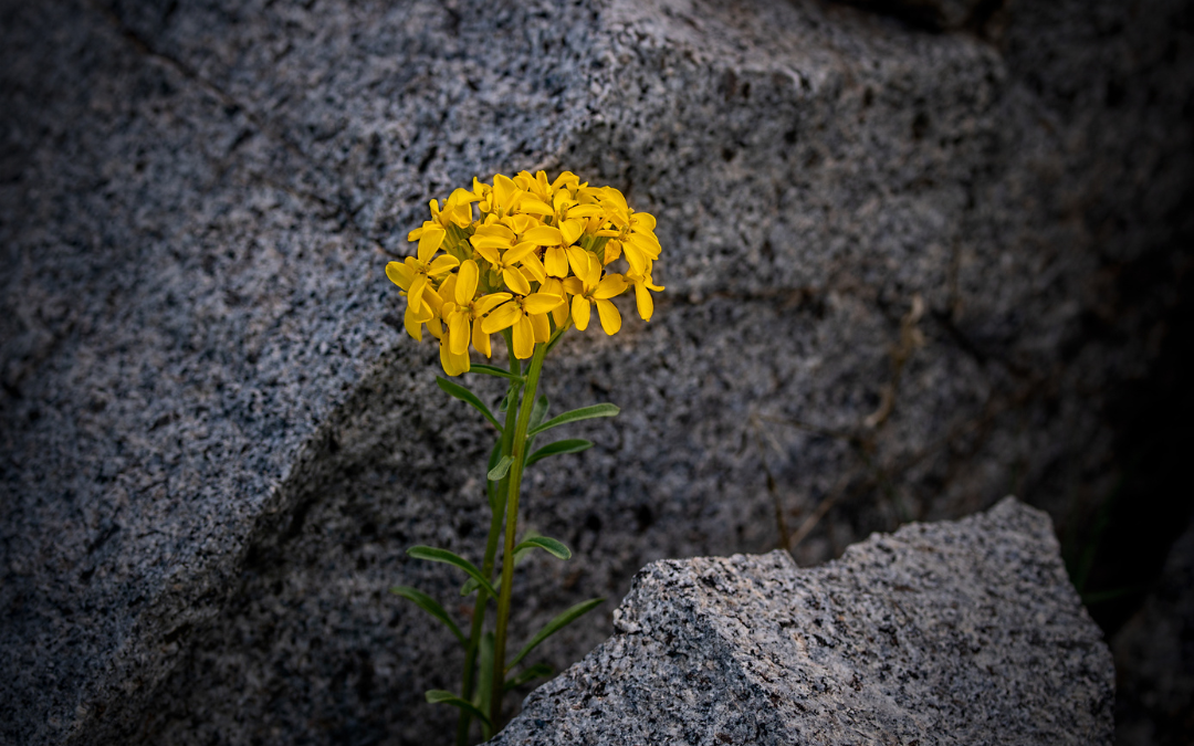 Illuminate Your Inner Resilience: Recognizing and Harnessing Your Personal Strength in Turbulent Times